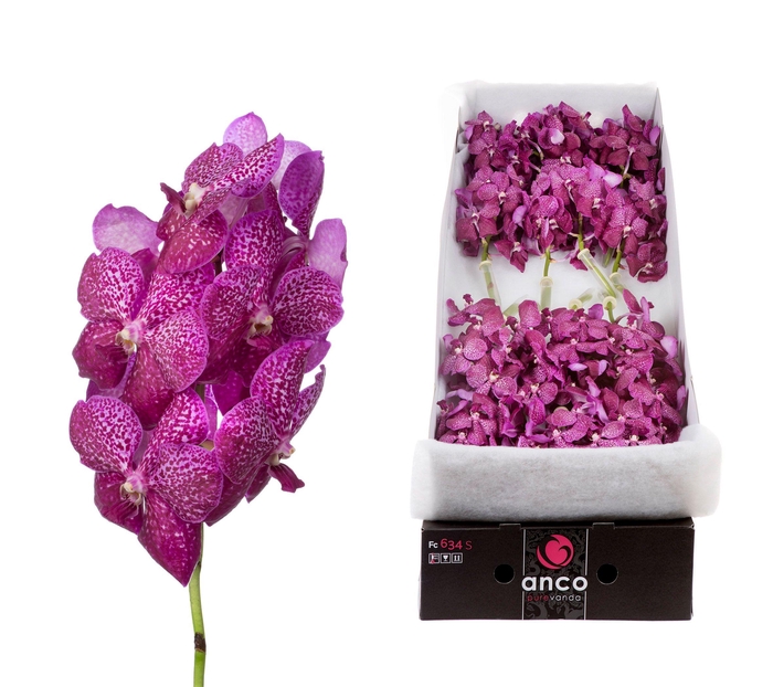 <h4>Vanda Magenta Glitter x20</h4>