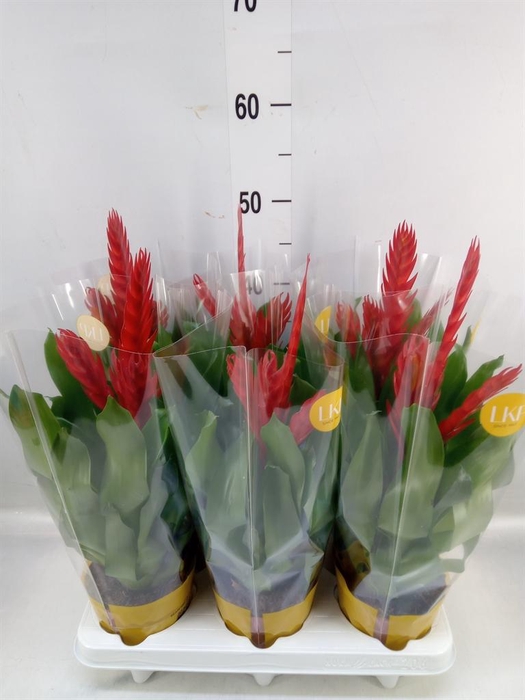 <h4>Vriesea  'Style'</h4>