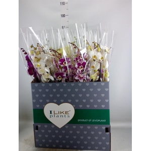 Phalaenopsis   ...mix