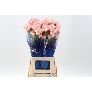 Dianthus ST 'Eternal Love'