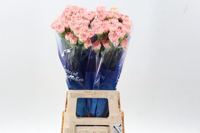 <h4>Dianthus ST 'Eternal Love'</h4>
