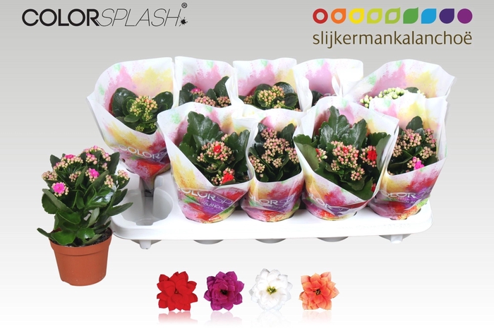 <h4>KAL GE GEM 4 KL</h4>