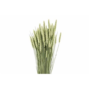 Dried triticum naturel