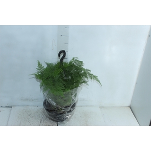 RENDA PORTUGUESA C21