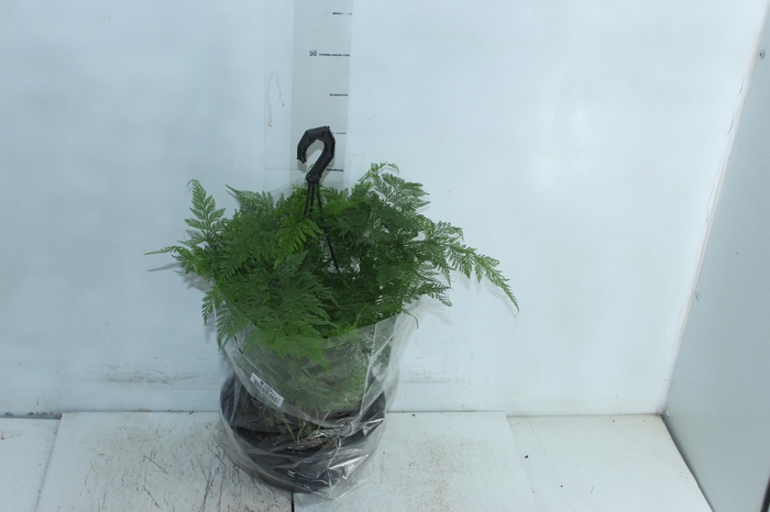 <h4>RENDA PORTUGUESA C21</h4>