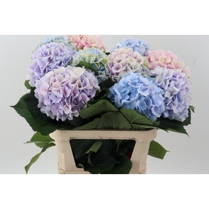 Hydr M Ch Verena Pastel
