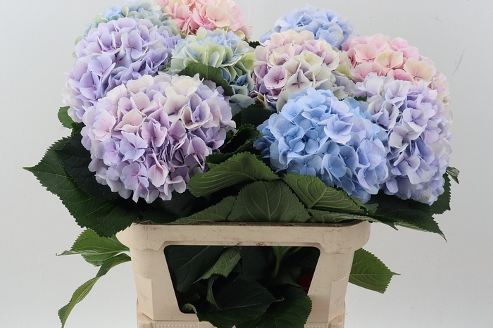 <h4>Hydr M Ch Verena Pastel</h4>