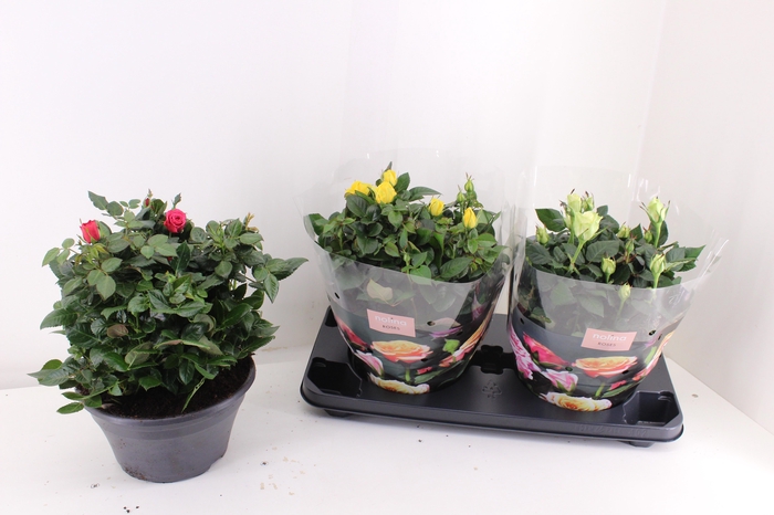 <h4>RO PATHIT MIXK</h4>