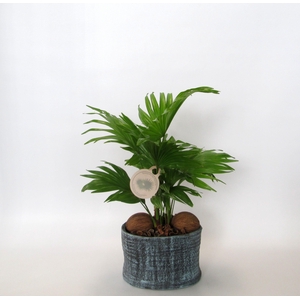 Livistona rotundifolia in Ruby pot