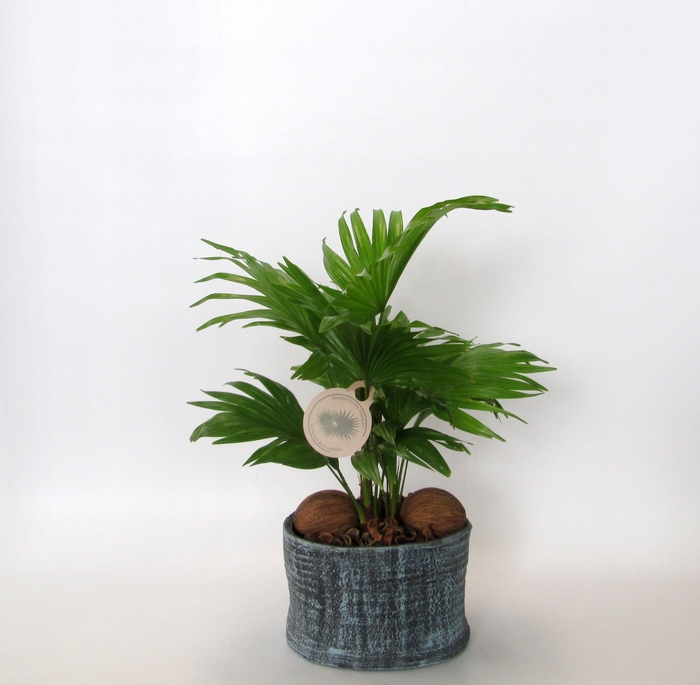 <h4>Livistona rotundifolia in Ruby pot</h4>