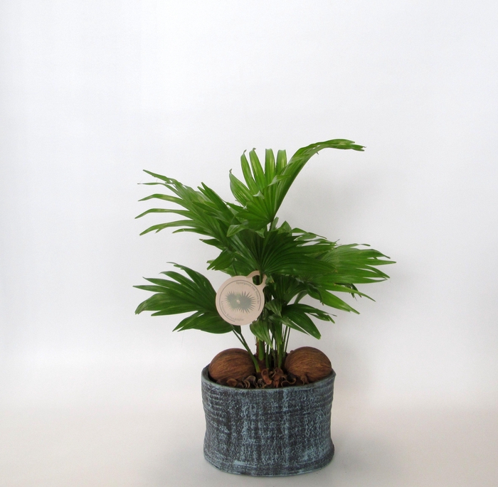 <h4>Livistona rotundifolia in Ruby pot</h4>