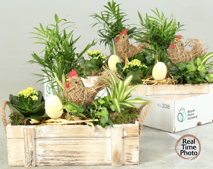 <h4>ARR KAMERPL</h4>