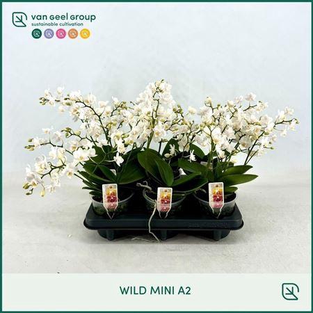 Phal Mf Wild Mini White