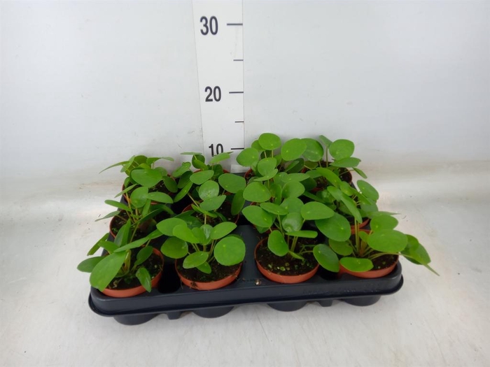 <h4>Pilea peperomioides</h4>