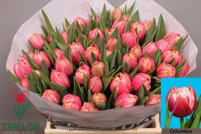 <h4>TU DU COLUMBUS</h4>