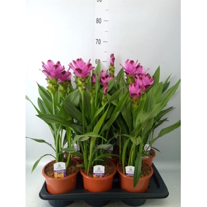 Curcuma alism. 'Siam Splash'