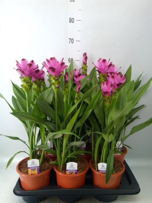 <h4>Curcuma alism. 'Siam Splash'</h4>