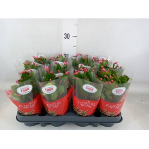 Schlumbergera   ...
