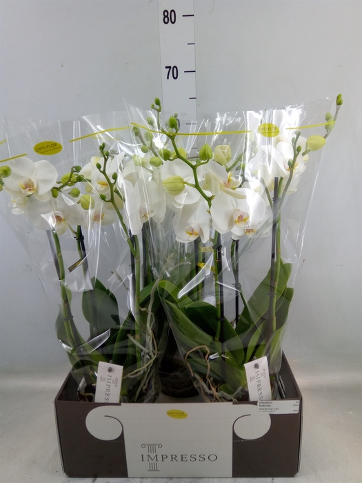 <h4>Phalaenopsis   ...white</h4>