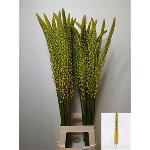 EREMURUS MONEYMAKER