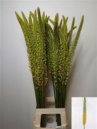<h4>EREMURUS MONEYMAKER</h4>