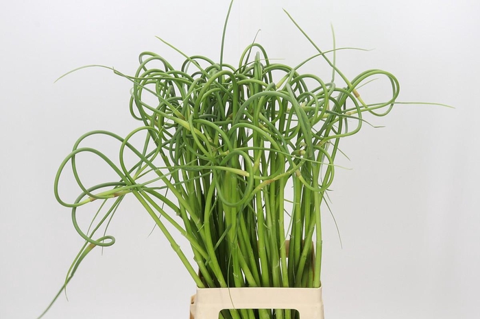 <h4>Allium Sativum Ophioscorodon</h4>