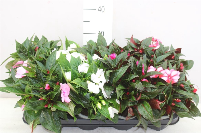 Impatiens Ng Gemengd A2