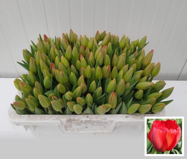 <h4>TU EN PARADE ROOD</h4>