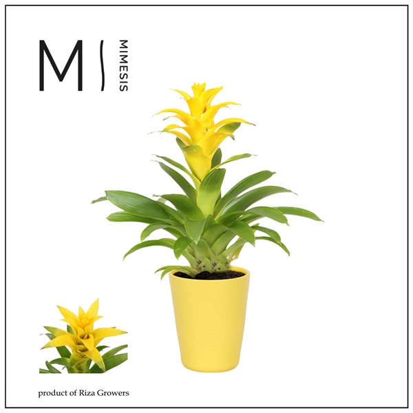 <h4>Mimesis Guzmania Suerte Yellow - 13 cm in Florence</h4>