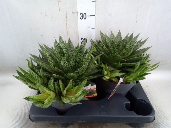 <h4>Gasteria</h4>