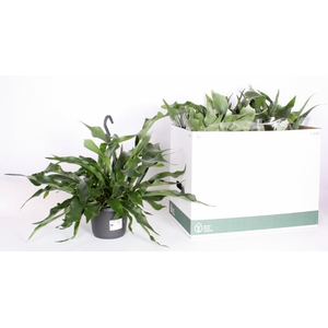 Platycerium The Netherlands 17Ø 40cm
