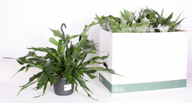 Platycerium The Netherlands 17Ø 40cm