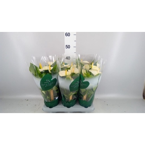 Anthurium andr. 'Samora'