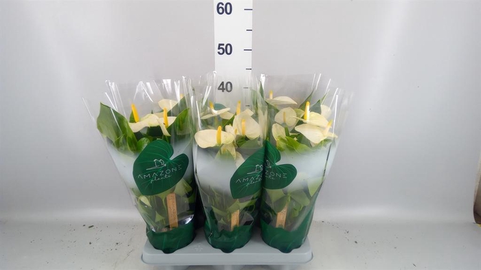 <h4>Anthurium andr. 'Samora'</h4>