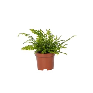 Nephrolepis Green Lady