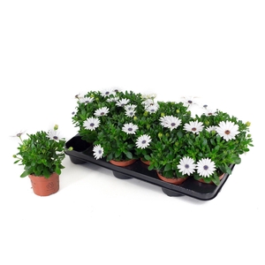 Osteo Señorita Christina