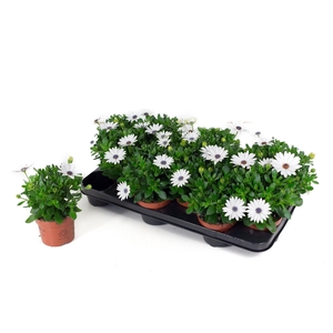 Osteo Señorita Christina