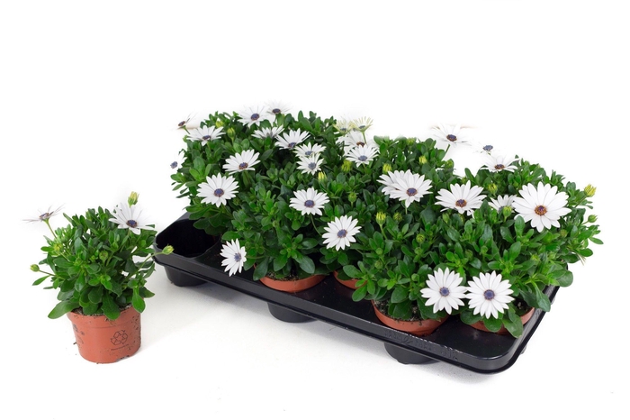 <h4>Osteo Señorita Christina</h4>