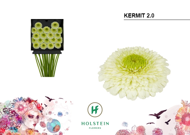 <h4>Germini Pomponi Kermit Diamond per kaart</h4>