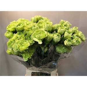 DI ST GOBLIN ANGEBOT