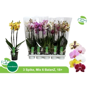 PHAL GEM 6 KL