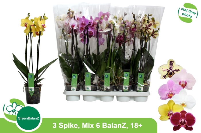 <h4>PHAL GEM 6 KL</h4>