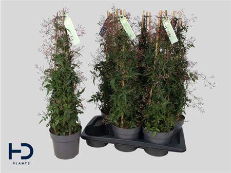 <h4>Jasm Polyanthum Rz</h4>