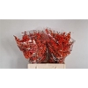Ilex Ve Orange Glow