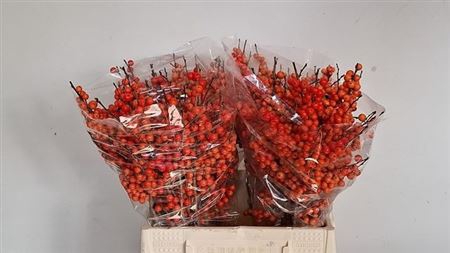 Ilex Ve Orange Glow