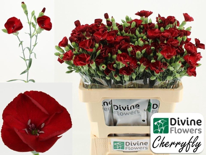 <h4>Dianthus TR 'Solandis Cherryfly'</h4>