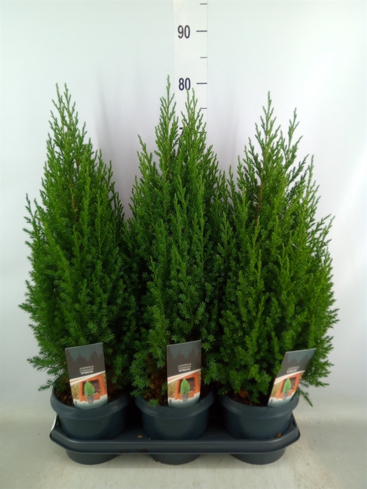 <h4>Juniperus chinensis 'Stricta'</h4>