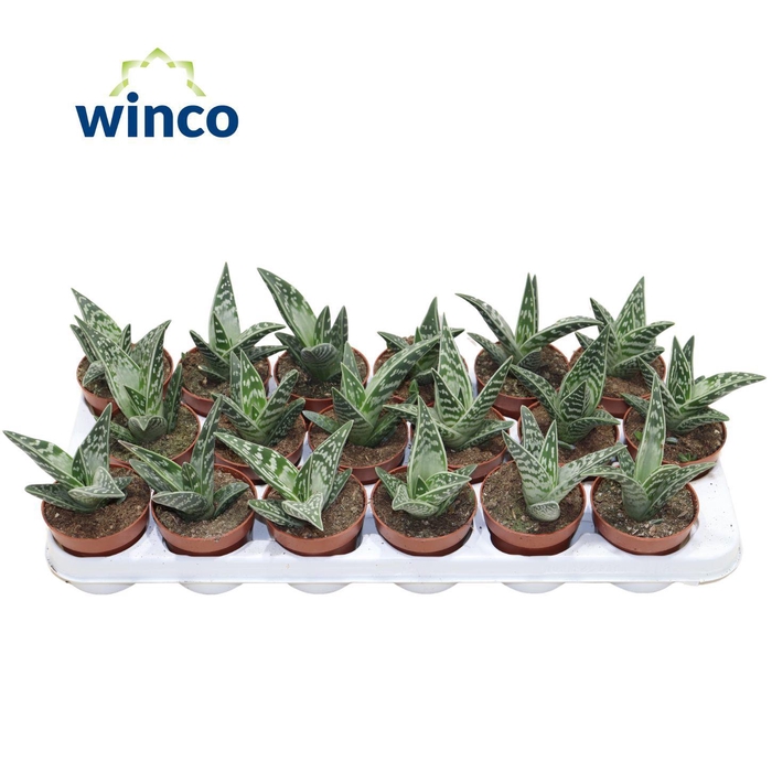 <h4>Aloe Variegata</h4>