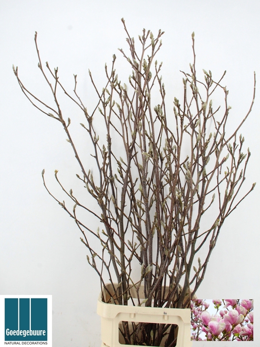 <h4>MAGNOLIA GRANDIFLORA</h4>