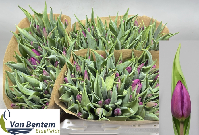 <h4>TU EN PURPLE PRINCE</h4>